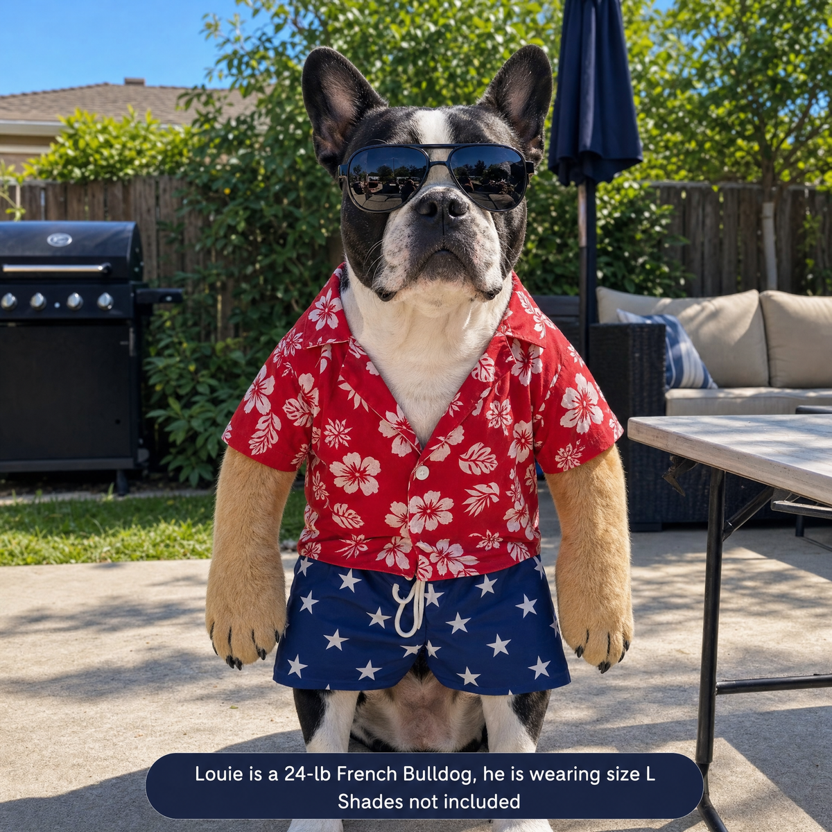 French Bulldog wearing the Party Pup outfit